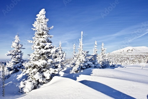 Snowy firs in the mountains in bright sunny winter day. Clear blue sky. Sunny snowy day in the mountains. Snow covered mountain peaks. Snowy mountain range. White snowcapped mountains in Siberia.