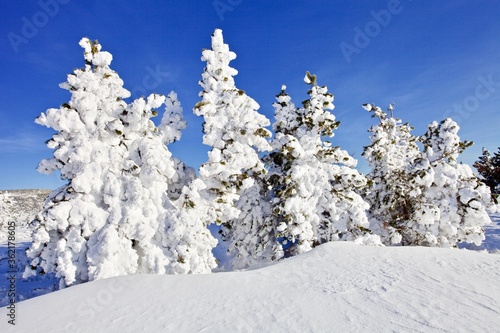 Snow covered fir trees in a snowy valley in sunny winter day. Snowy winter landscape on bright clear blue sky background. Sunny snowy day in the mountains. Christmas fairy tale winter backgrounds. 