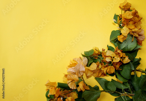 yellow bougainvillea flower greeting background over on yellow