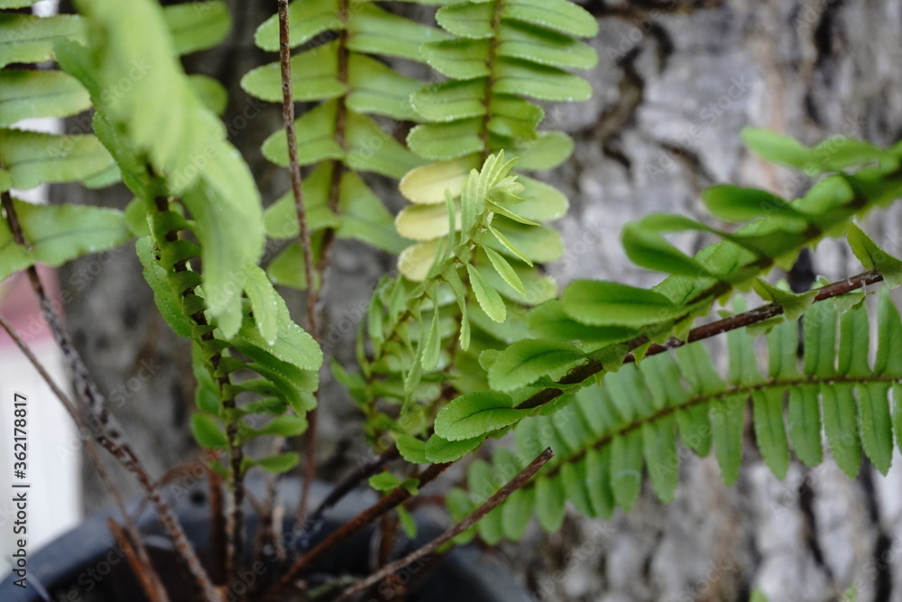 Naklejka premium house plants in the nature Close up, Solf focus