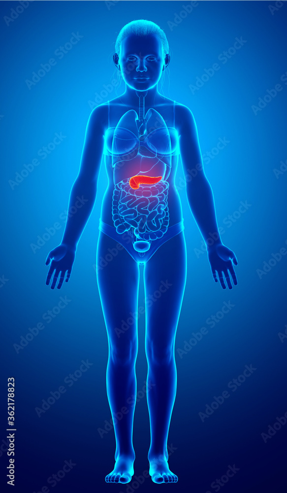 3d rendered, medically accurate illustration of a young girl pancreas 3d rendered, medically accurate illustration of a young girl pancreas
