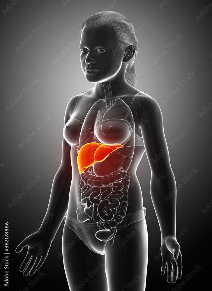 3d rendered, medically accurate illustration of young girl Liver Anatomy 3d rendered, medically accurate illustration of young girl Liver Anatomy