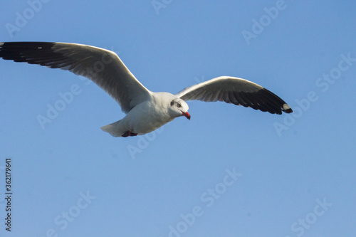 seagull in flight