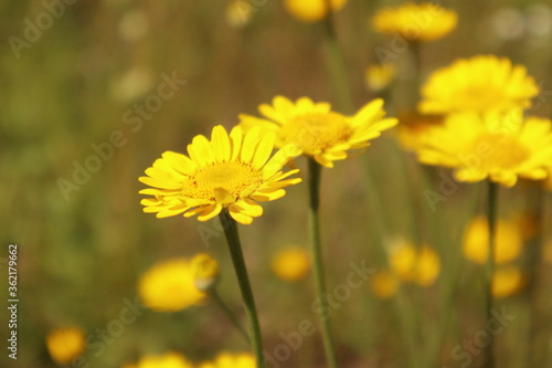 Желтые цветы © Инна Моисеева