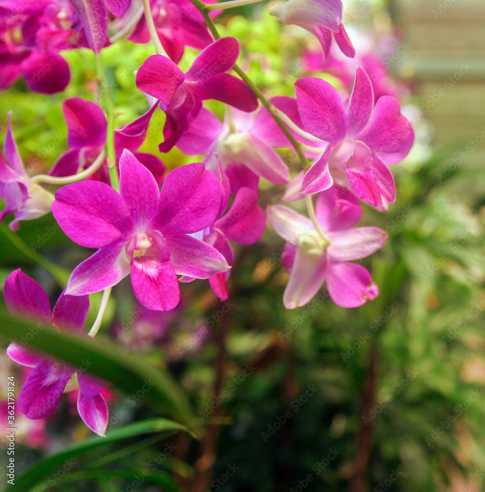 Orchid Thailand, Orchid flower bloom, Close up orchids flowers Orchid Thailand, Orchid flower bloom, Close up orchids flowers