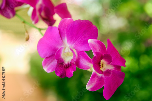 Orchid Thailand  Orchid flower bloom  Close up orchids flowers