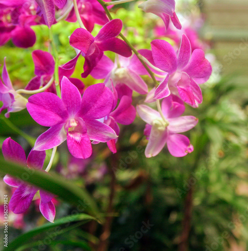 Orchid Thailand, Orchid flower bloom, Close up orchids flowers
