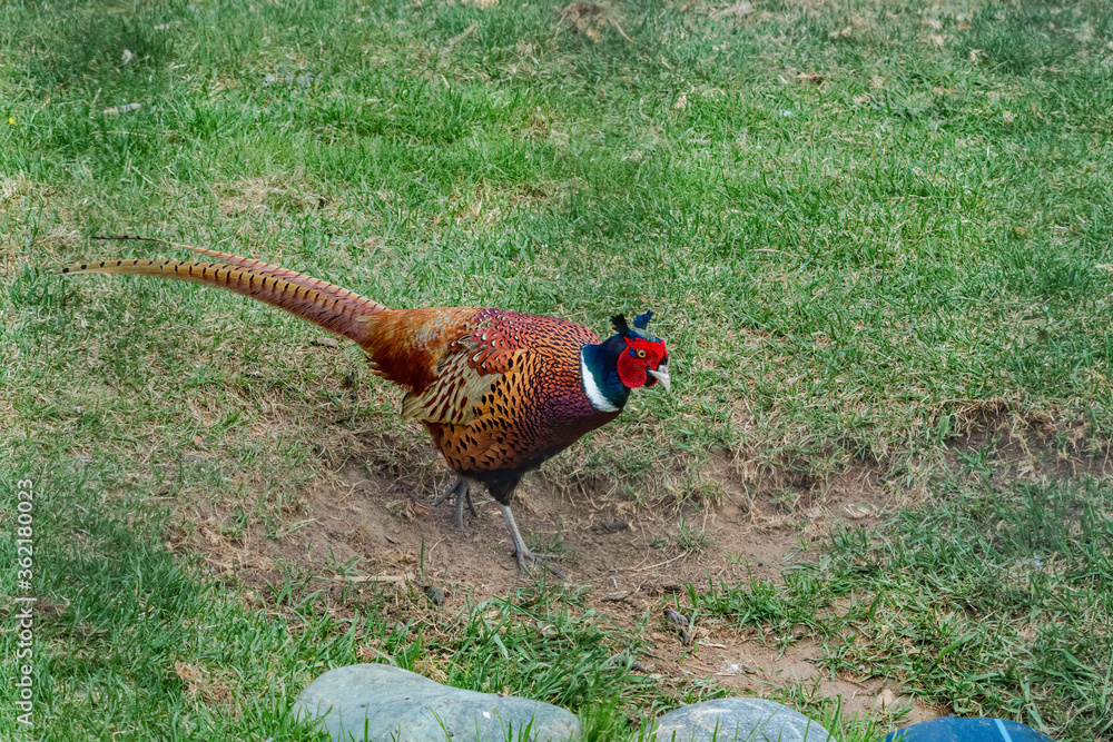 Fototapeta premium Common Pheasant (Phasianus colchicus) in park