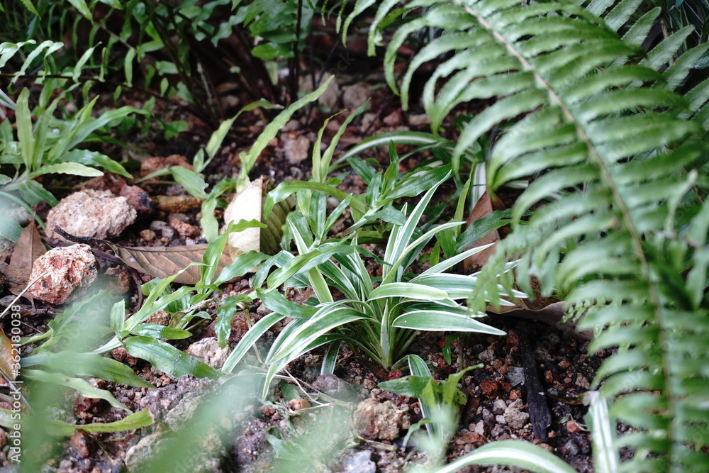 house plants in the nature Close up, Solf focus house plants in the nature Close up, Solf focus