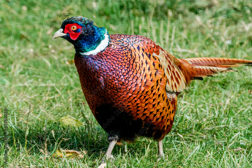 Common Pheasant (Phasianus colchicus) in park Common Pheasant (Phasianus colchicus) in park