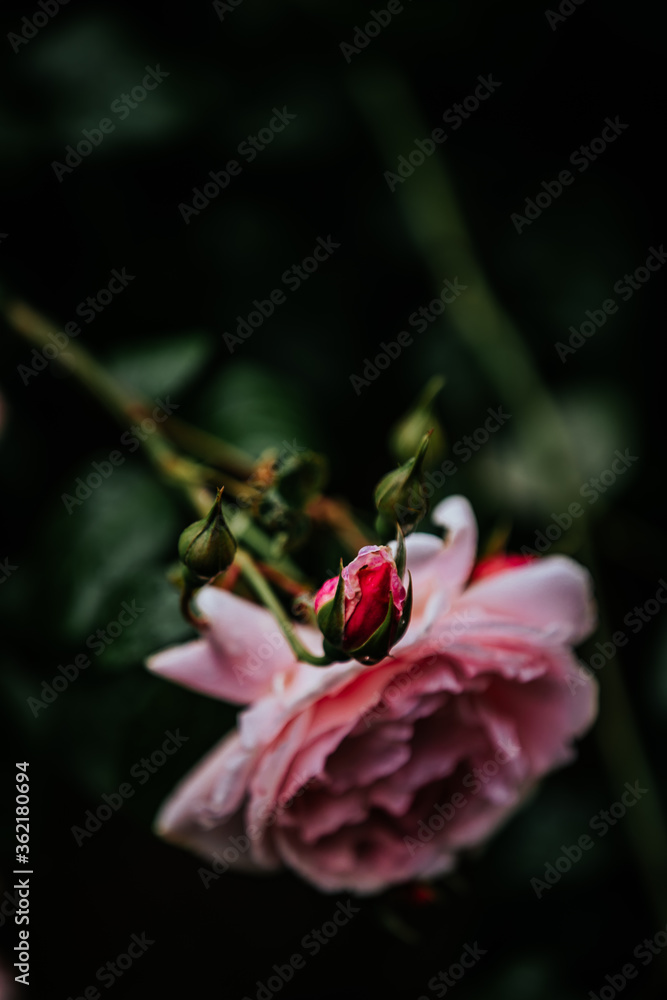 Obraz premium Budding Rose