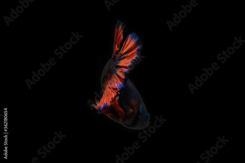 Siamese Fighting Fish Betta Splendens