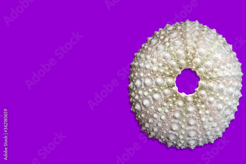 Sea urchin shell isolated on purple background