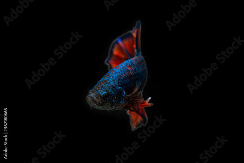 Siamese Fighting Fish Betta Splendens