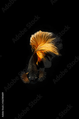 Siamese Fighting Fish Betta Splendens