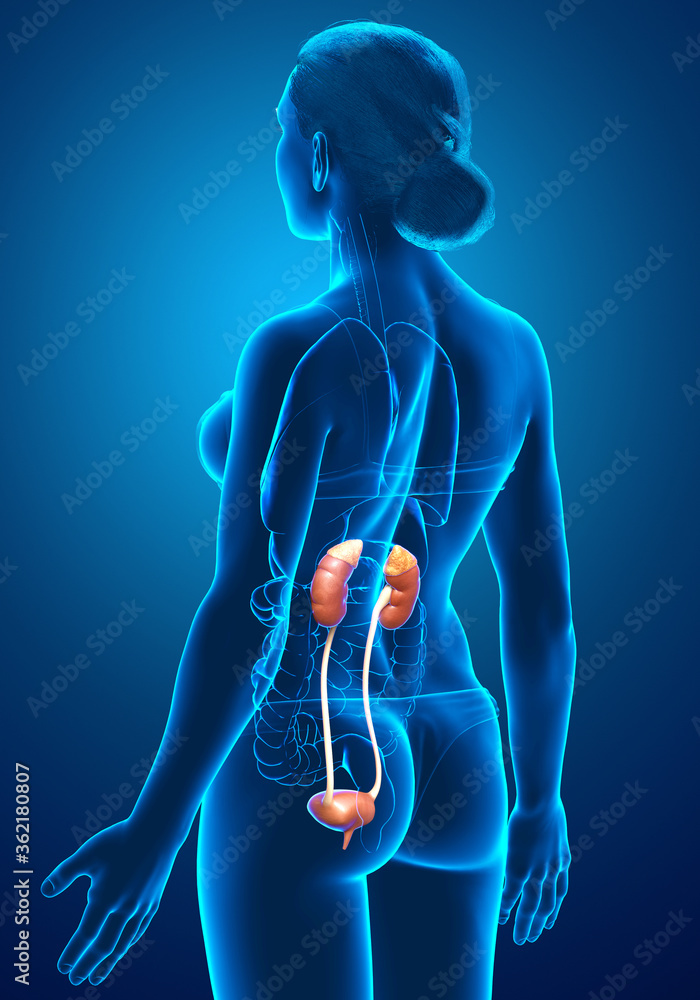 3d rendered, medically accurate illustration of female kidneys 3d rendered, medically accurate illustration of female kidneys