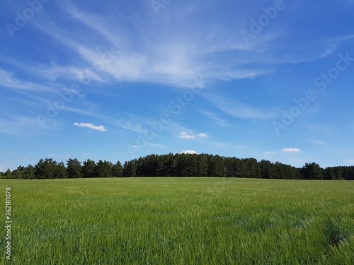 Green ears of wheat in the field