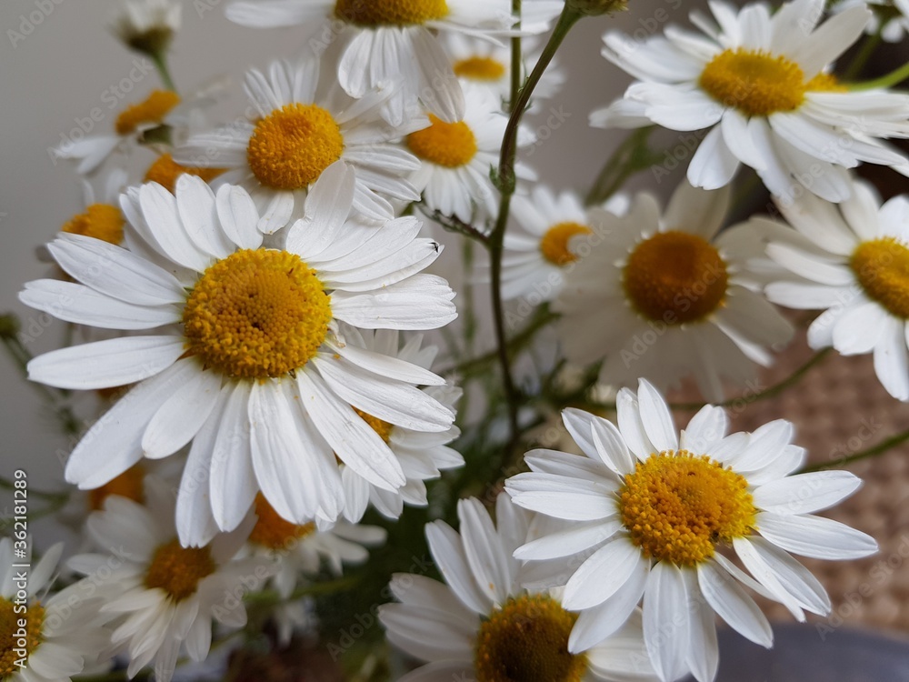 Obraz premium White daisies stand in a vase