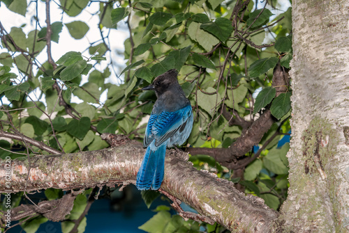 Steller’s Jay (Cyanocitta stelleri) in coniferous forest, Anchorage, Alaska, USA photo