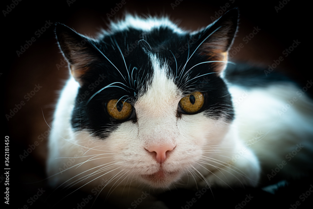 portrait of a beautiful black and white cat