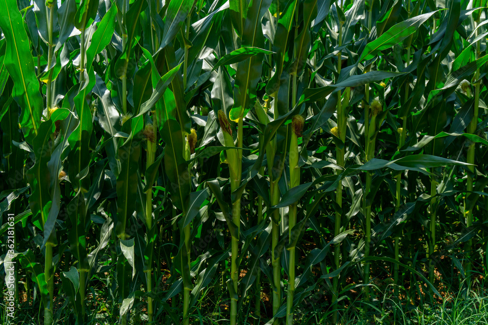 Obraz premium corn farm in, corn field, corn farm.