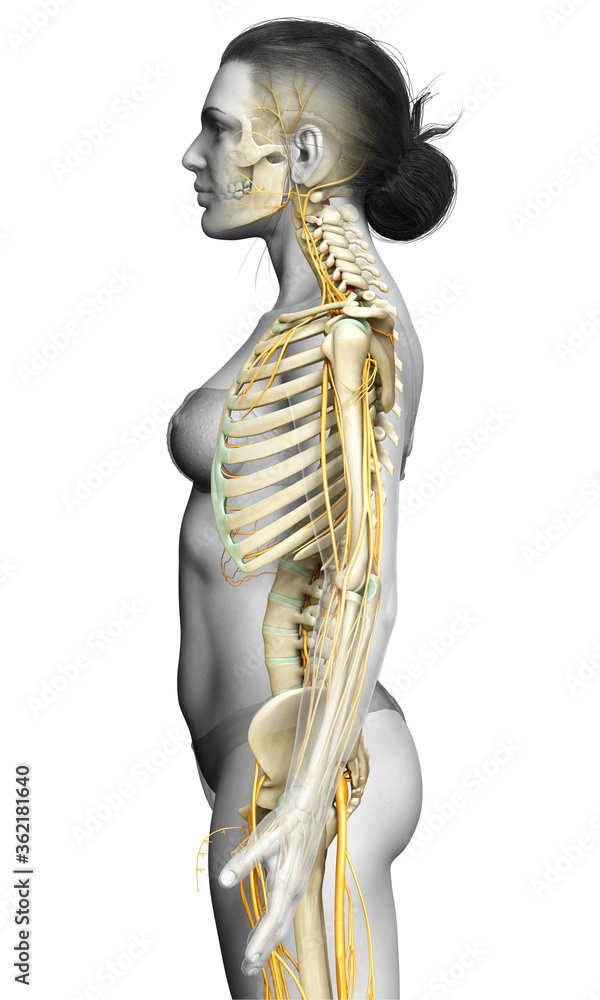 3d rendered medically accurate illustration ofa female nervous system and skeleton system 3d rendered medically accurate illustration ofa female nervous system and skeleton system