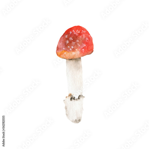 Watercolor mushroom. Hand drawn illustration realistic mushrooms