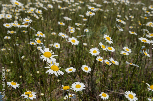 White chamomile flowers on a spring grassy meadow. Close-up page view. Its flower is similar to daisies or small chrysanthemums. shallow depth of field