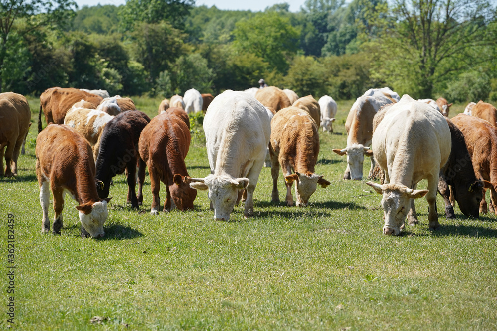 Cattle cows and calves graze in the grass. keeping cattle under the open sky. Blue sky with clouds. Europe Hungary