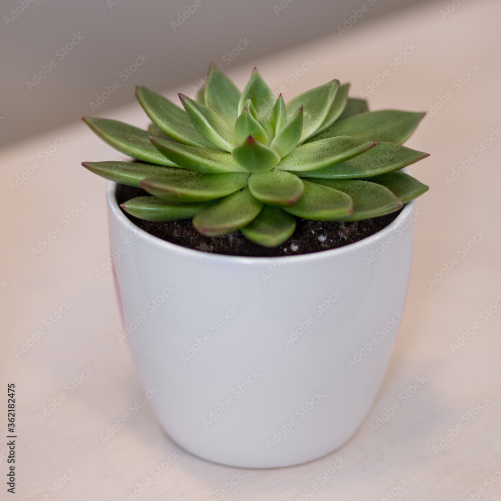 Succulent in the white pot Succulent in the white pot