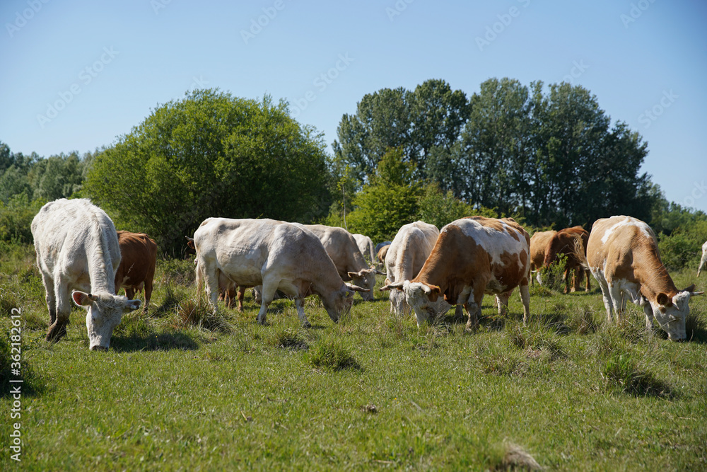 Cattle cows and calves graze in the grass. Cattle breeding free range. Europe Hungary Cattle cows and calves graze in the grass. Cattle breeding free range. Europe Hungary