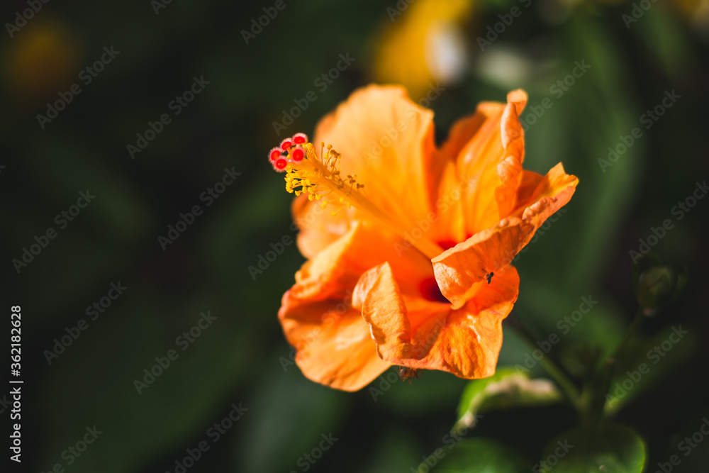 orange hibiscus flower in the garden
