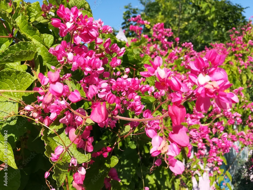 pink flowers in the garden pink flowers in the garden