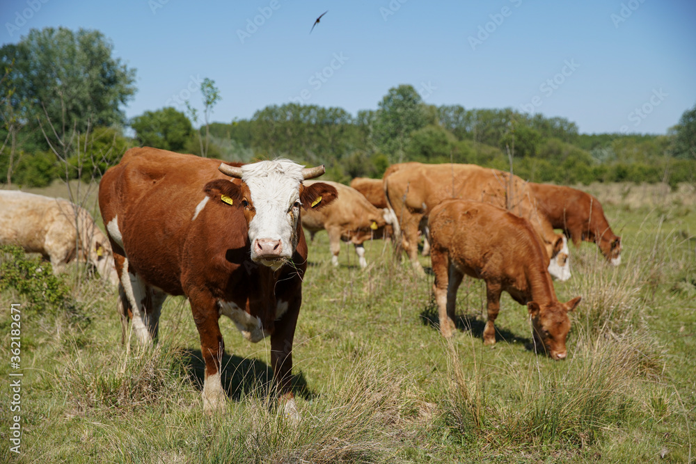 Cattle graze on the farm. Cattle breeding outdoors. Blue sky and white clouds. Europe Hungary