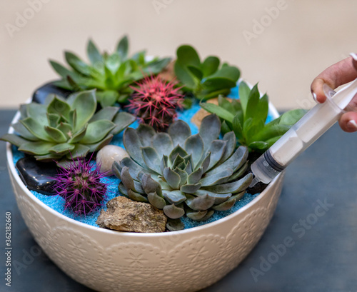 Watering terrarium with needle photo