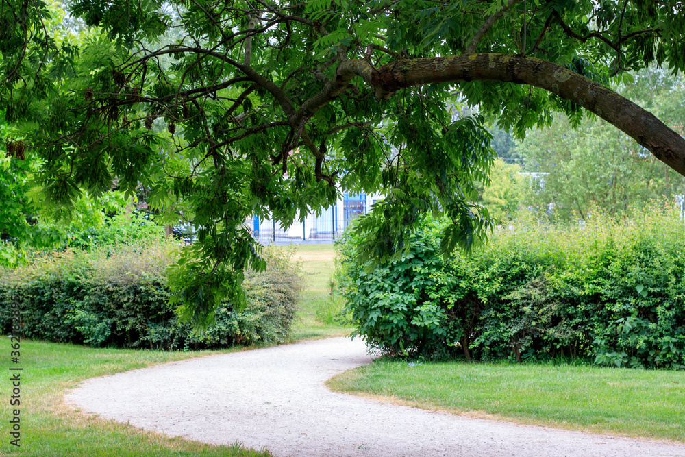 Obraz premium Un chemin sous les branches