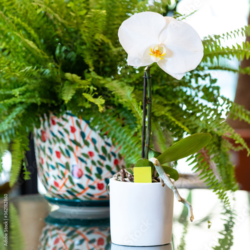 Phalaenopsis Big Singolo orchid in the white pot with Nephrolepis exaltata Bostoniensis - Boston Fern photo