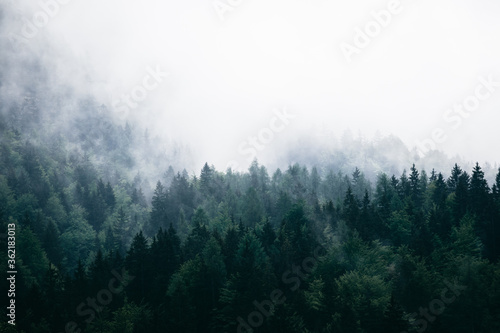 Fog, mist and clouds over dark green and moody, pine forest. 