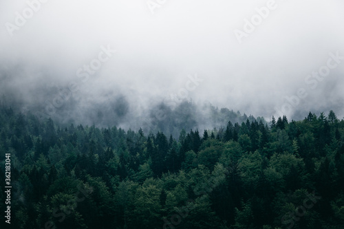 Fog, mist and clouds over dark green and moody, pine forest. 