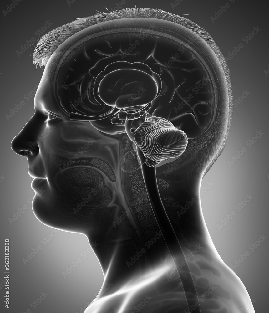3d rendered medically accurate illustration of a male brain anatomy ...