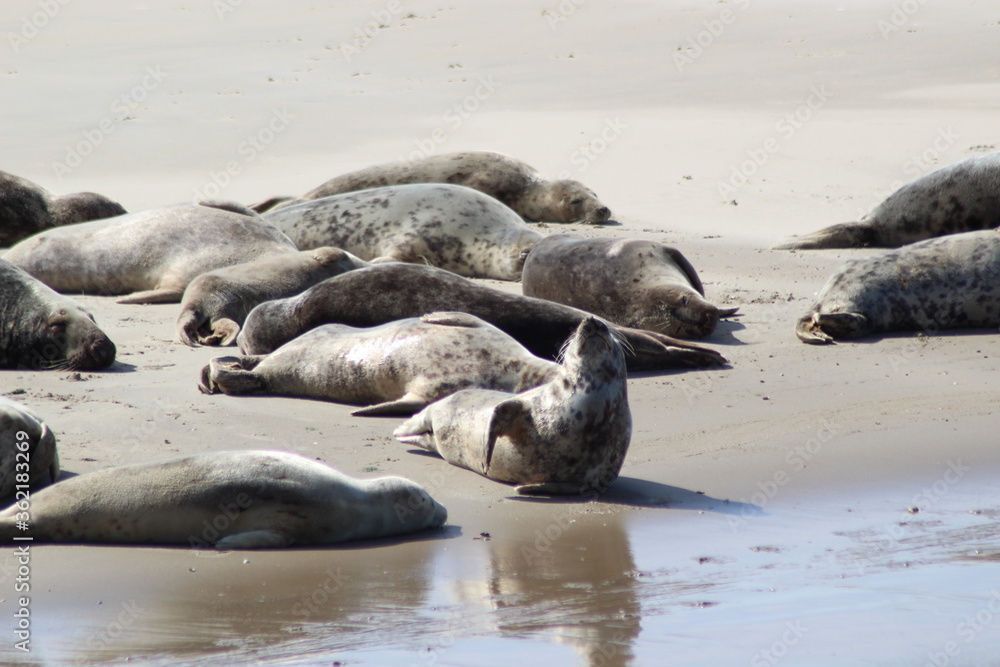 Obraz premium Earless seal on a mudflat.