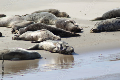 Earless seal on a mudflat.