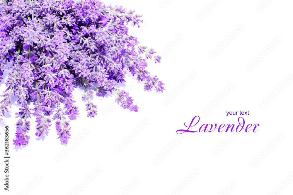 Lavender flowers on a white background. Lavender background. Place for text. Lavender flowers on a white background. Lavender background. Place for text.