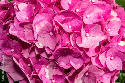 Bigleaf Hydrangea (Hydrangea macrophylla) in garden © Nick Taurus