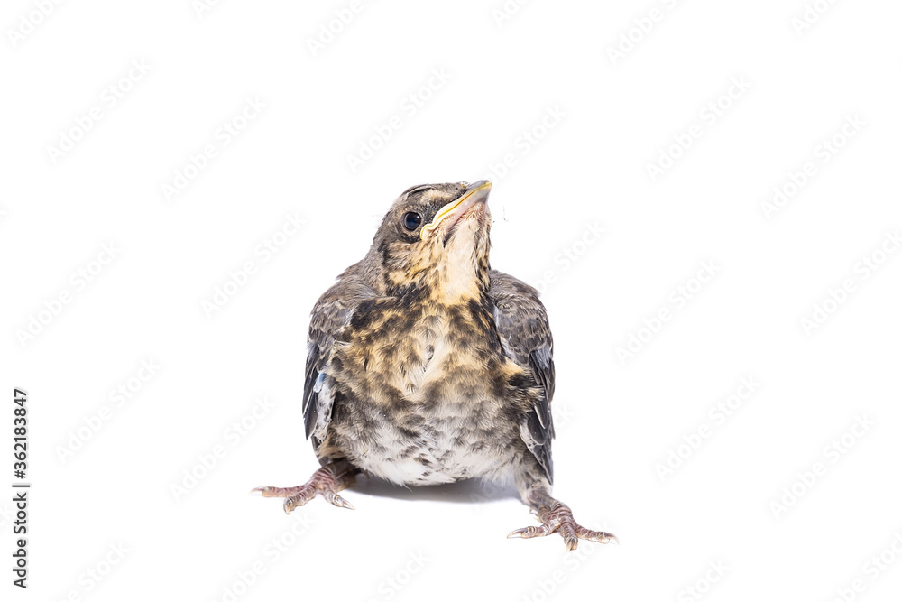 Obraz premium song thrush white background