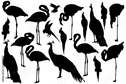 Tropicalbirds set silhouettes. Clip art on white background on white background
