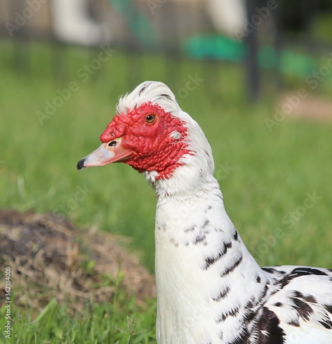 portrait of a white duck