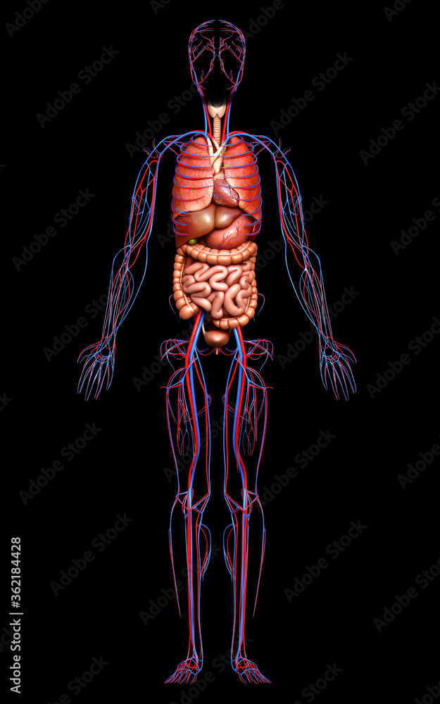 3d rendered medically accurate illustration of male Internal organs and circulatory system 3d rendered medically accurate illustration of male Internal organs and circulatory system