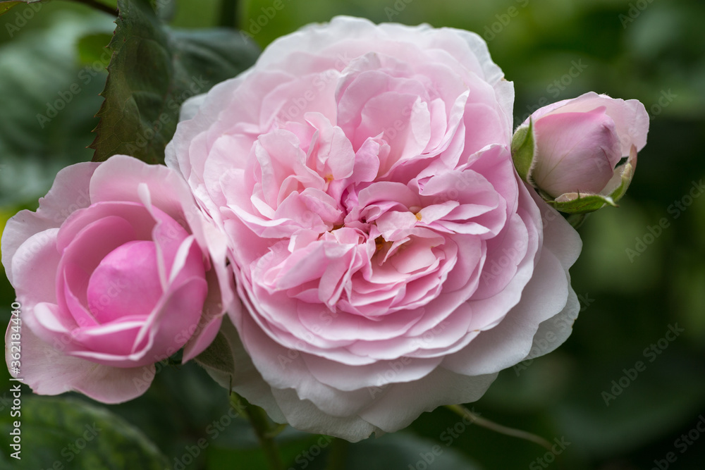 Blooming rose in the garden on a sunny day. Rose Olivia Blooming rose in the garden on a sunny day. Rose Olivia