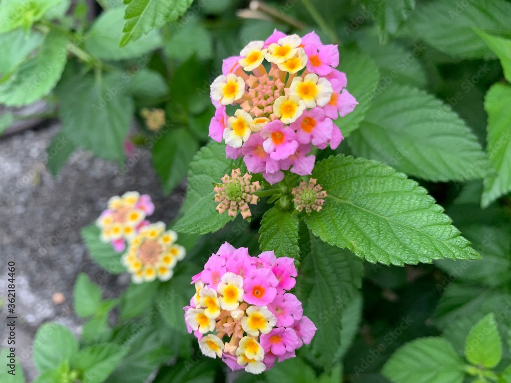 L. camara has small tubular shaped flowers, which each have four petals and are arranged in clusters in terminal areas stems. Flowers come in many different colours, including red, yellow, white, pink